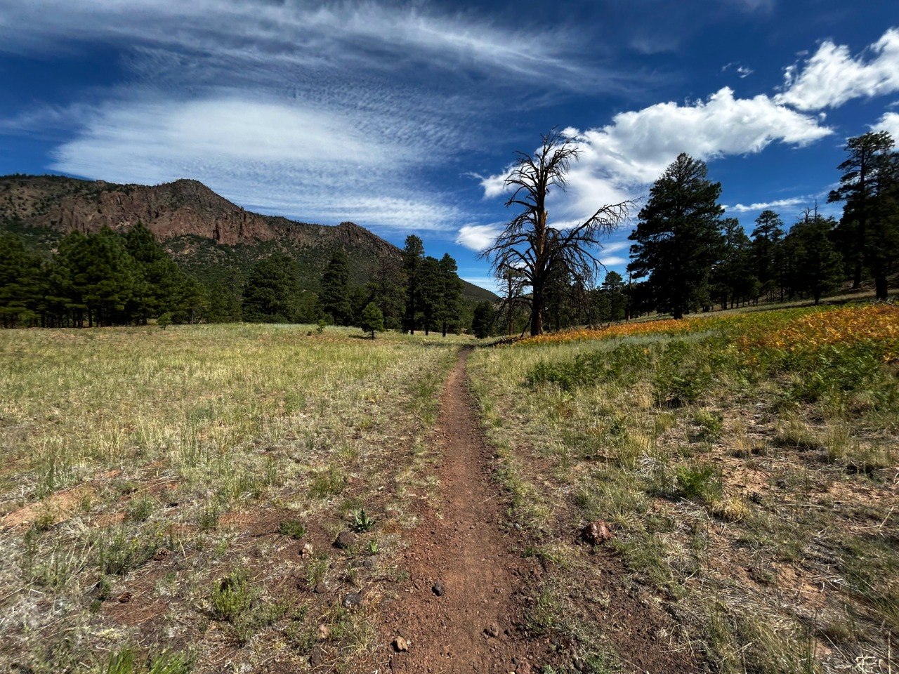 Trail through a high meadow toward the peaks